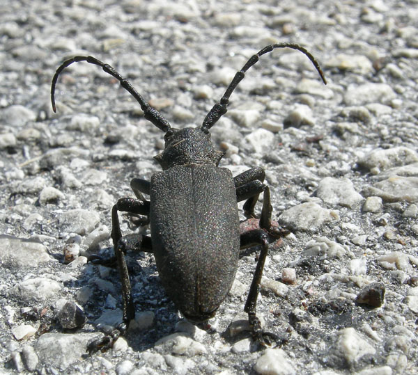 Lamia textor......Cerambycidae