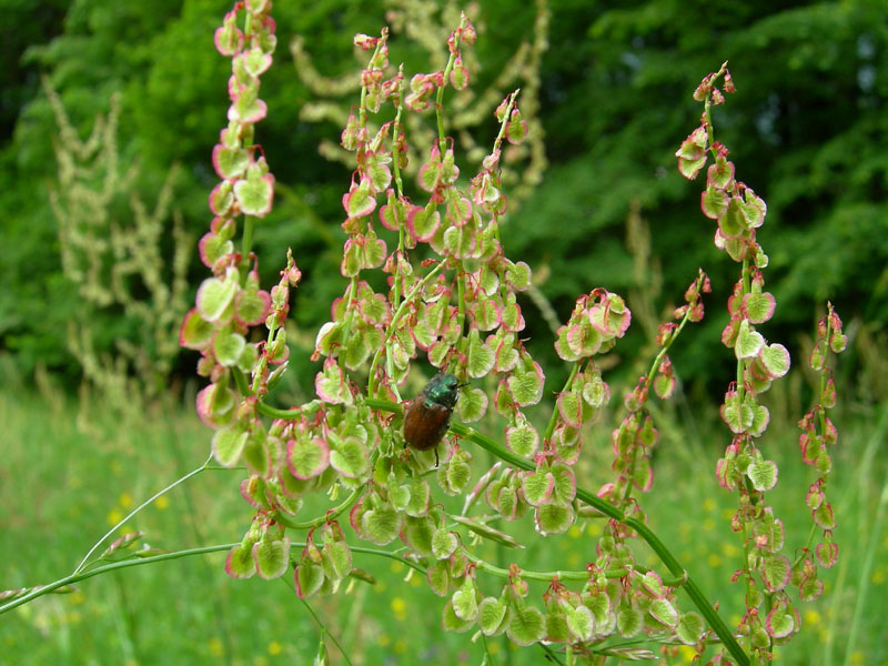 Phyllopertha horticola