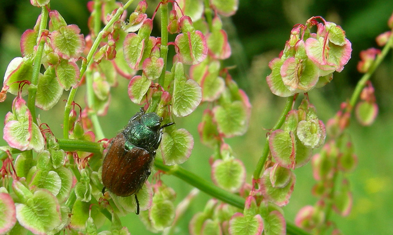 Phyllopertha horticola