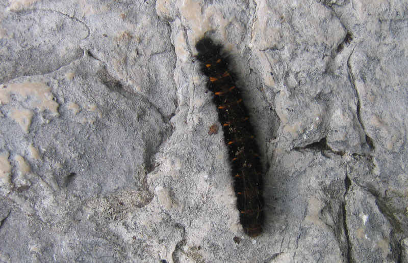 bruco: Macrothylacia rubi - Lasiocampidae......dal Trentino