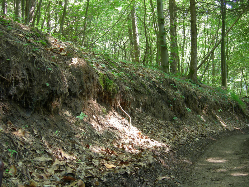 Giovanissimo Limax su fungo da Monte Calisio (TN)