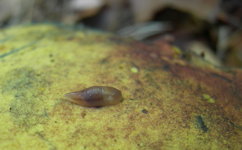 Giovanissimo Limax su fungo da Monte Calisio (TN)