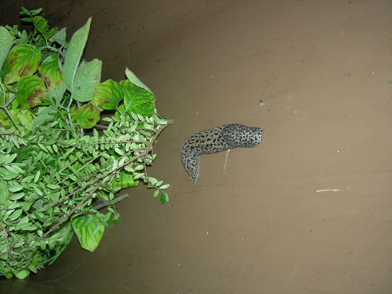 Limax maximus con escrementi