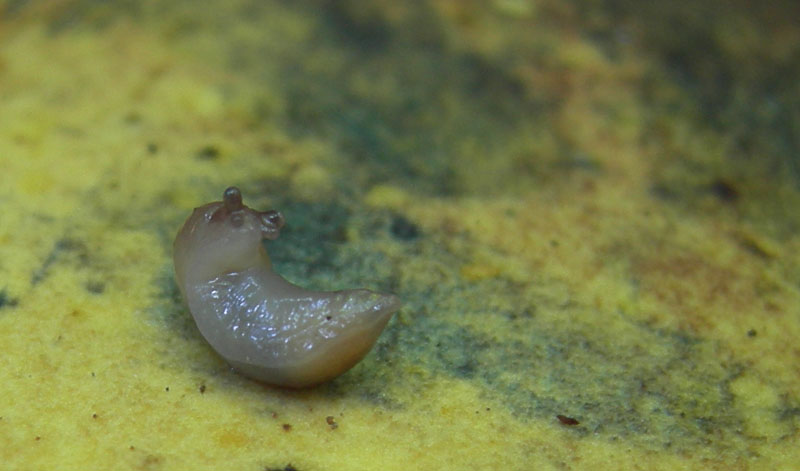 Giovanissimo Limax su fungo da Monte Calisio (TN)