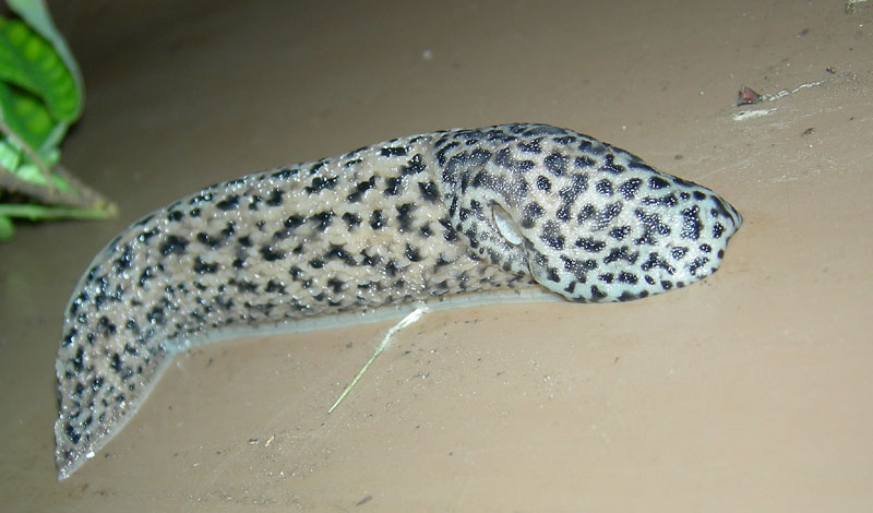 Limax maximus con escrementi