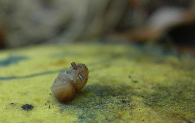 Giovanissimo Limax su fungo da Monte Calisio (TN)