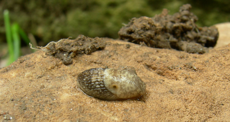 Limacus flavus da Trento sud