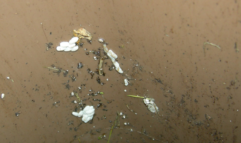 Limax maximus con escrementi