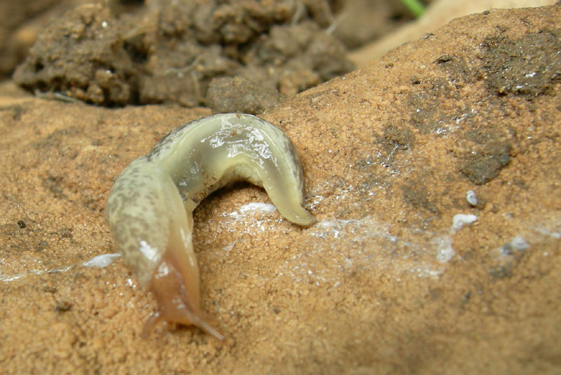 Limacus flavus da Trento sud