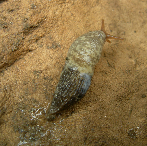 Limacus flavus da Trento sud