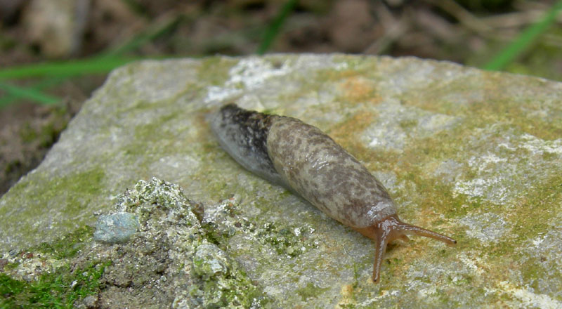 Limacus flavus da Trento sud