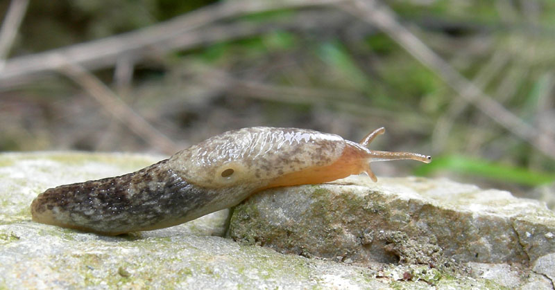 Limacus flavus da Trento sud