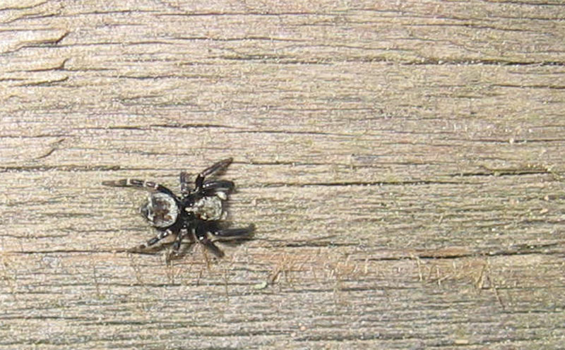 Salticidae.......