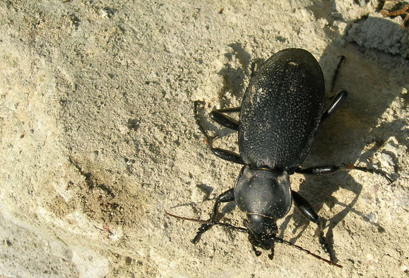 da determinare... Carabus coriaceus