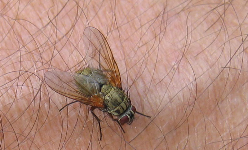 Probabile Phaonia angelicae (Muscidae)....dal Trentino