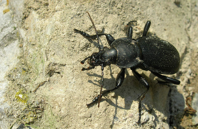 da determinare... Carabus coriaceus