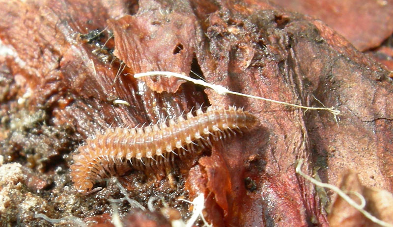 Atractosoma sp.
