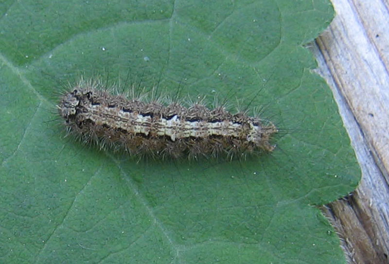 bruco: Lymantria monacha - Lymantriidae..... dal Trentino