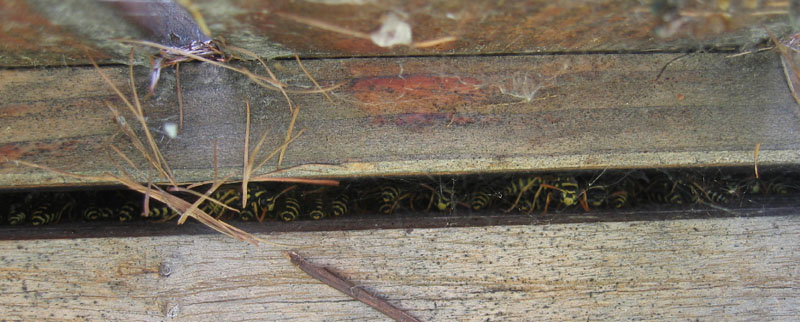 Polistes (individuo isolato e assembramento)