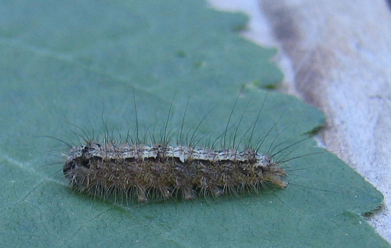 bruco: Lymantria monacha - Lymantriidae..... dal Trentino