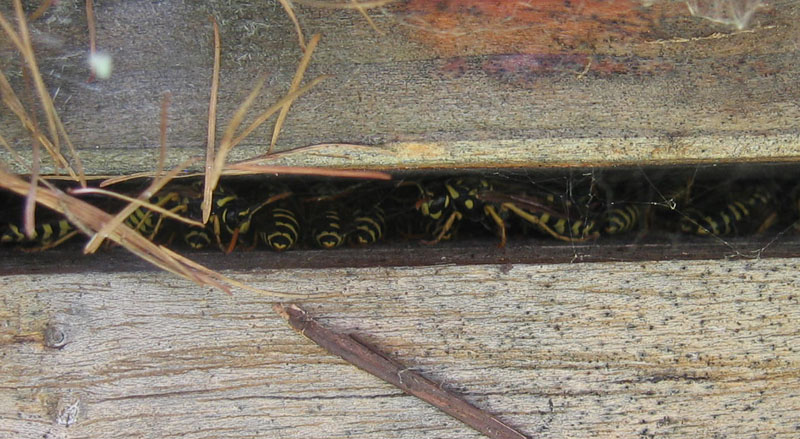 Polistes (individuo isolato e assembramento)