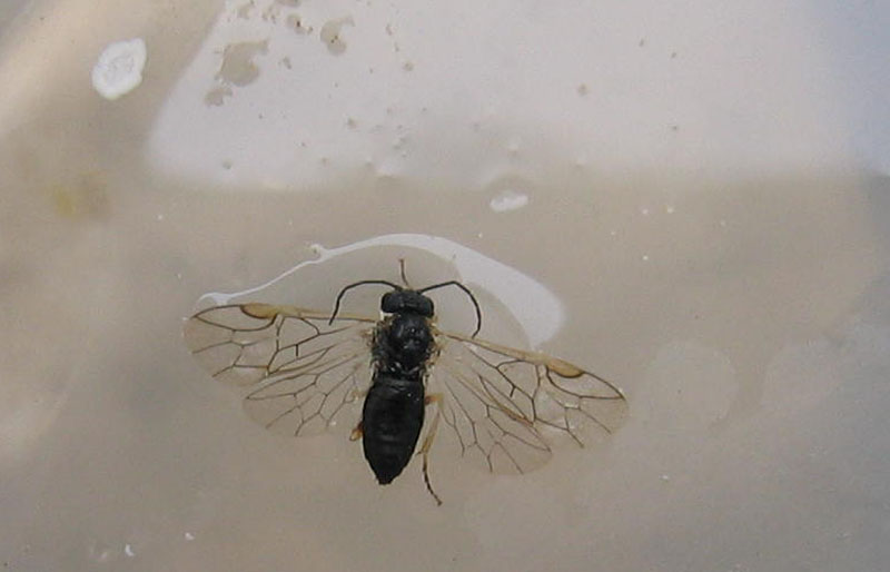Tenthredinidae?