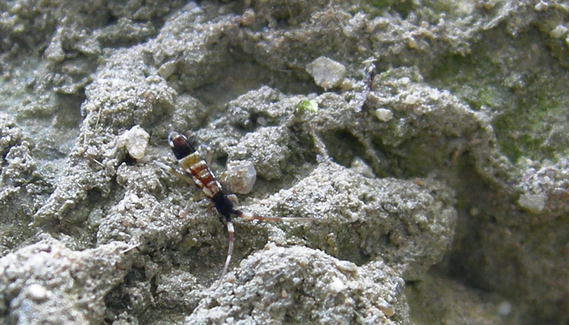 Collembolo - Orchesella sp.