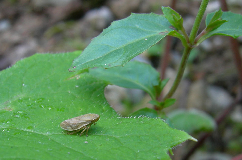 Philauneus spumarius