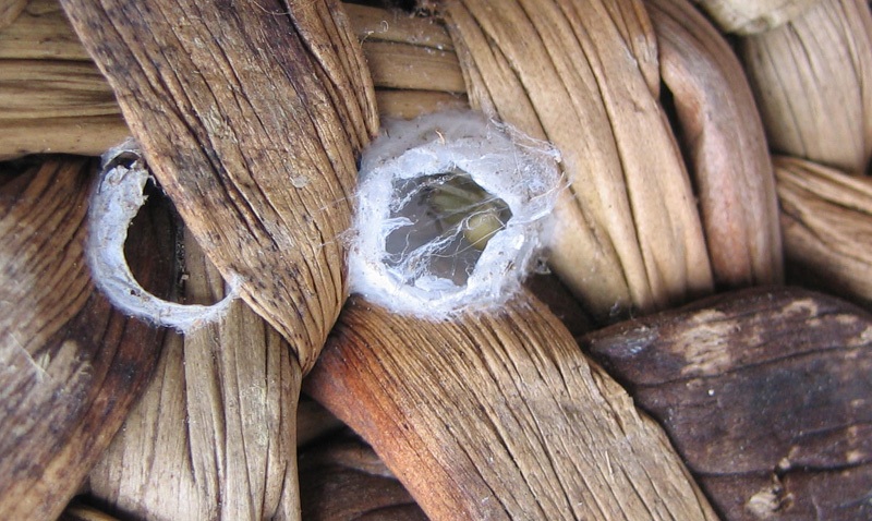 Cheiracanthium sp.