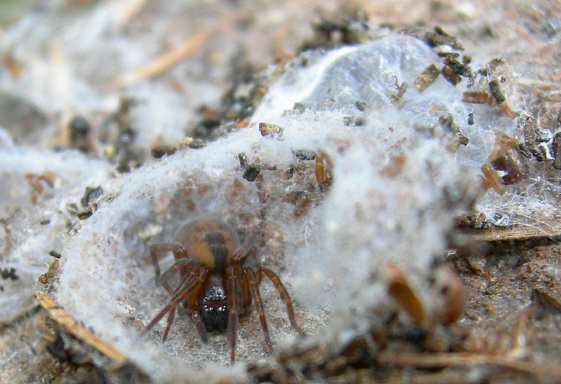 Amaurobius sp.