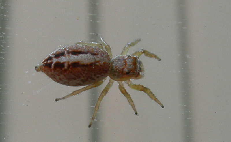 Icius hamatus
