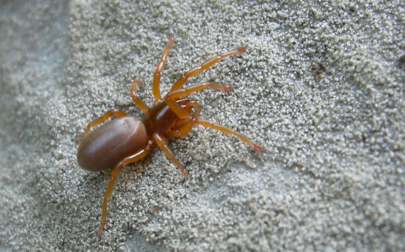 Giovane Dysderidae