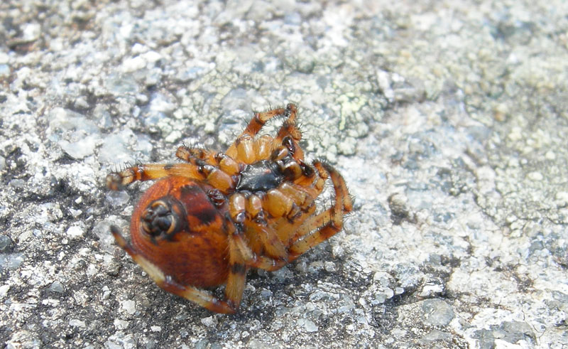 Araneus quadratus (variaz. cromatica arancione)