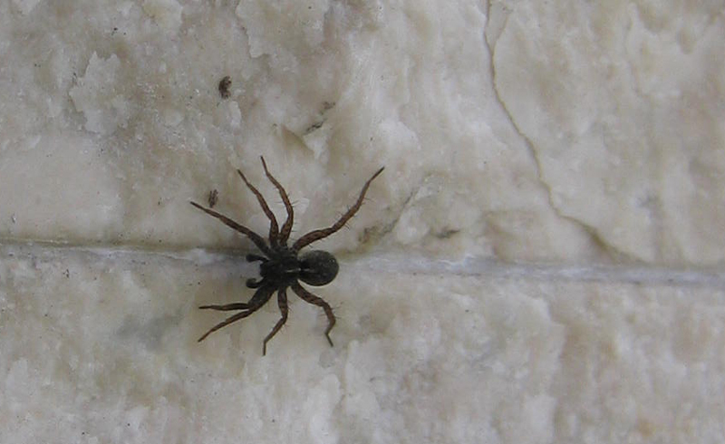 Pardosa sp.