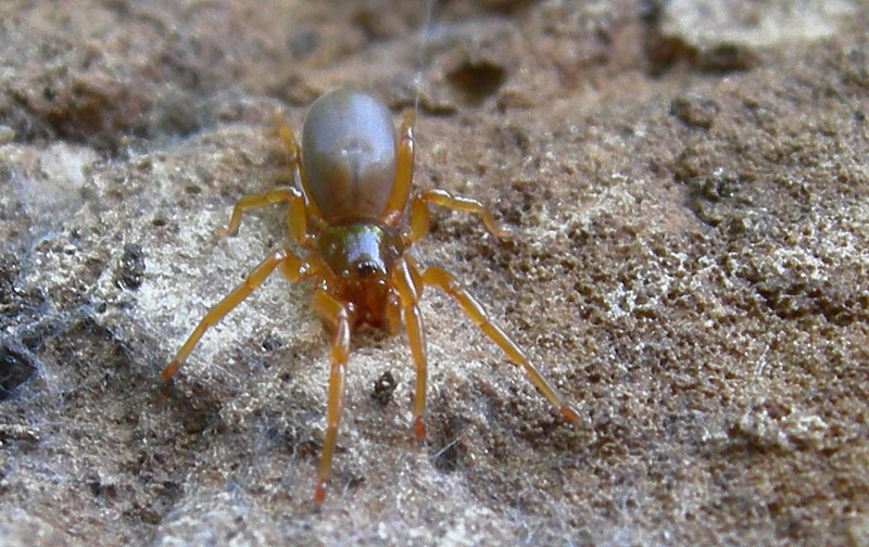 Giovane Dysderidae