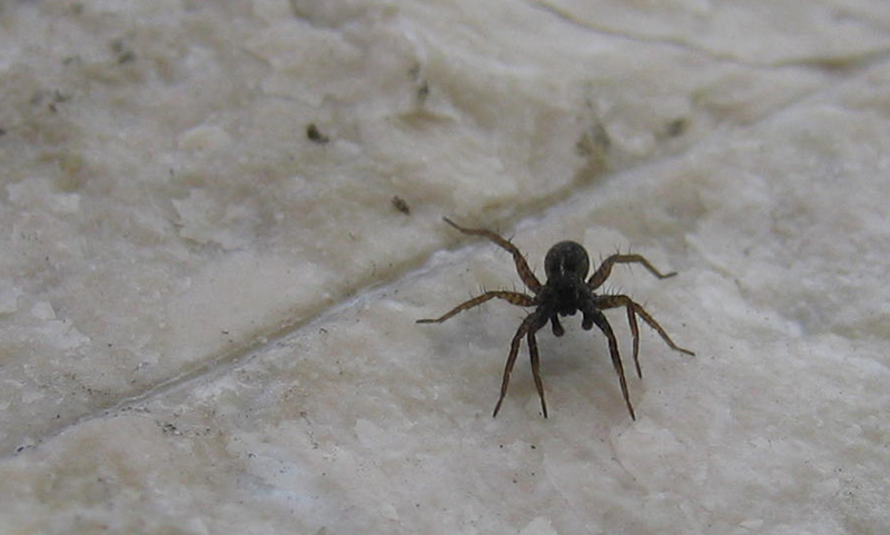 Pardosa sp.