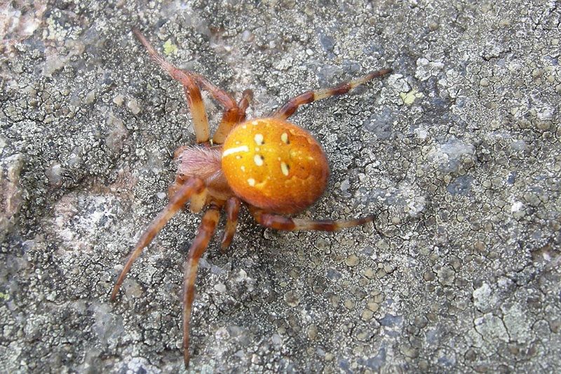 Araneus quadratus (variaz. cromatica arancione)