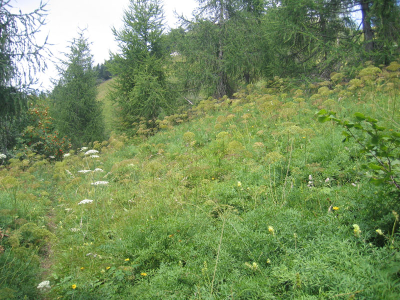 Udea lutealis - Crambidae..........dal Trentino