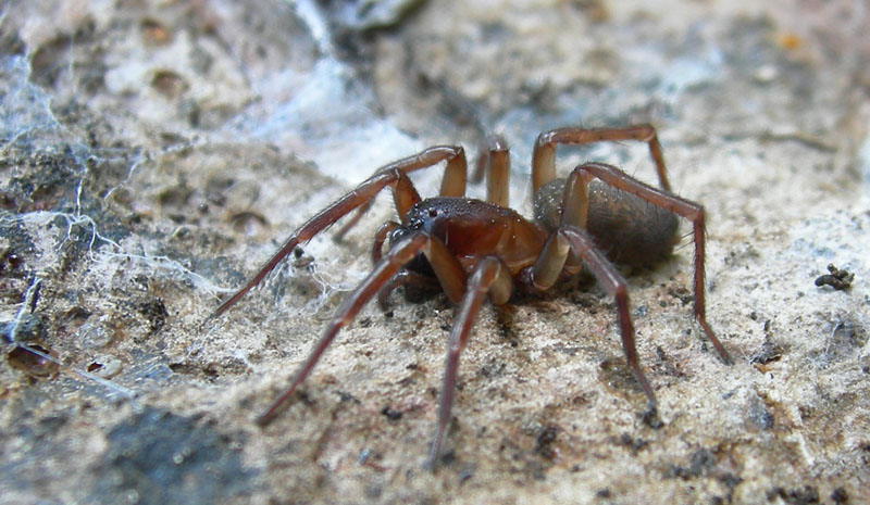 Amaurobius sp.
