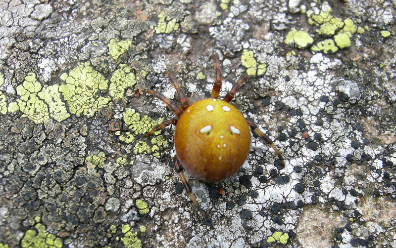Araneus quadratus (variaz. cromatica arancione)