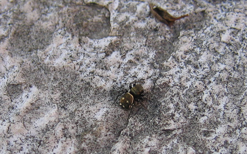 Heliophanus sp.
