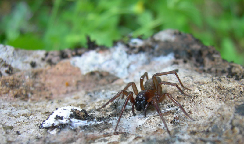 Amaurobius sp.