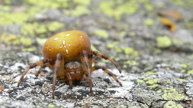 Araneus quadratus (variaz. cromatica arancione)