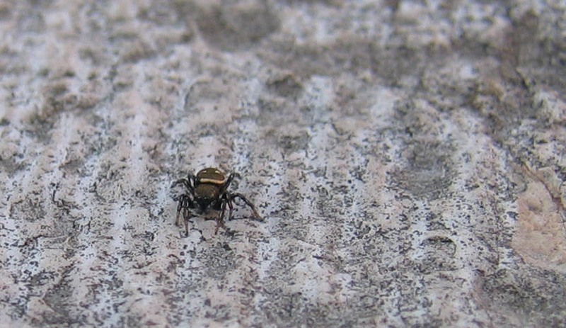Heliophanus sp.