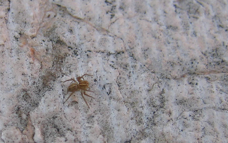 Oxyopes sp.