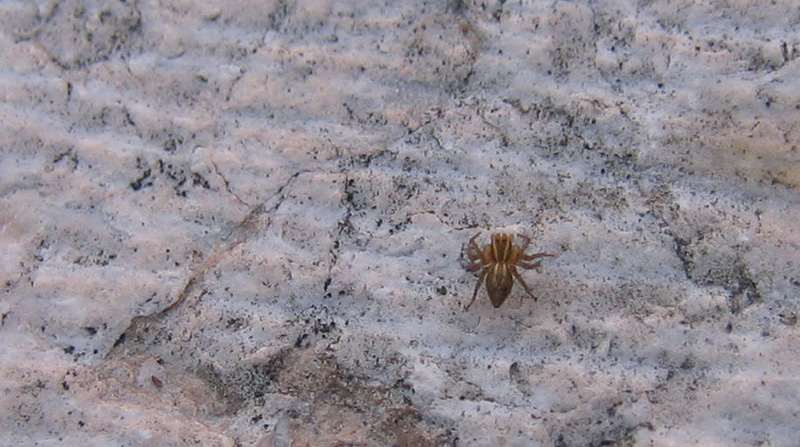 Oxyopes sp.