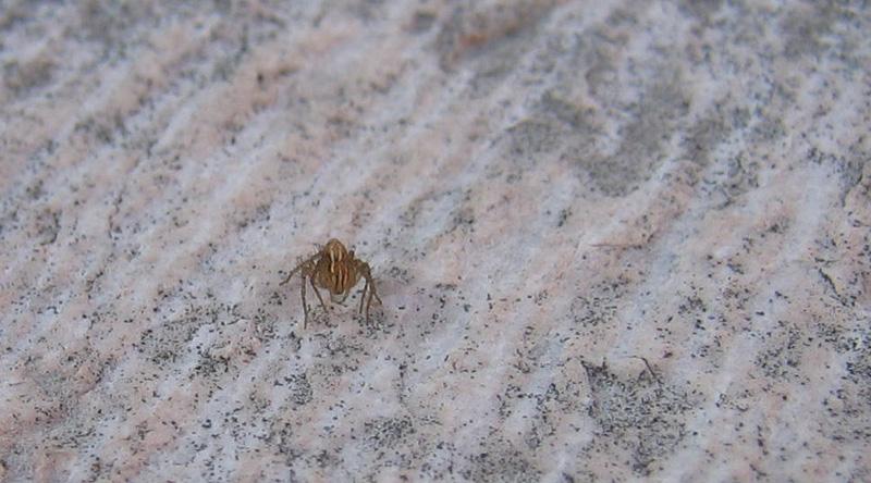 Oxyopes sp.