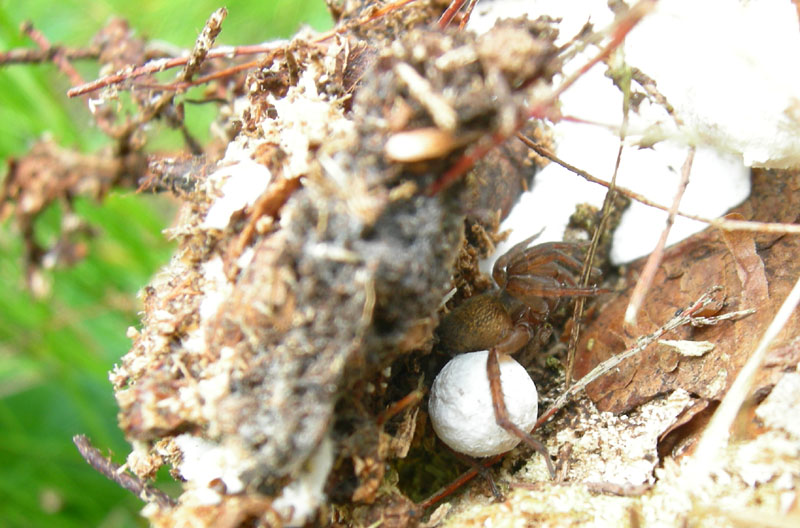 Trochosa sp.