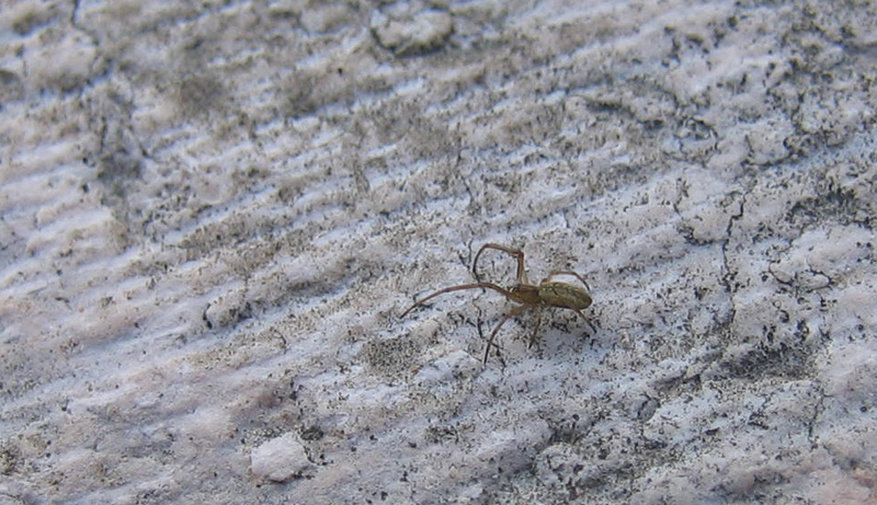 Tetragnatha sp.