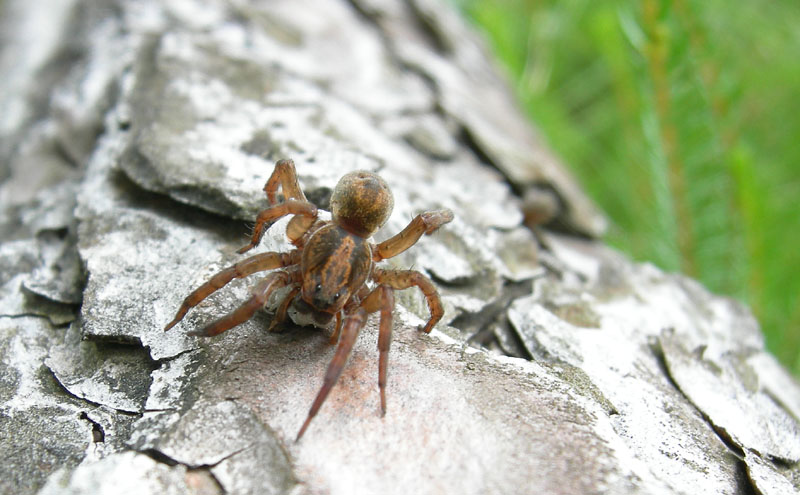 Trochosa sp.
